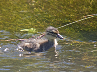 Northern Pintail